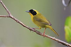 Bahama Yellowthroat